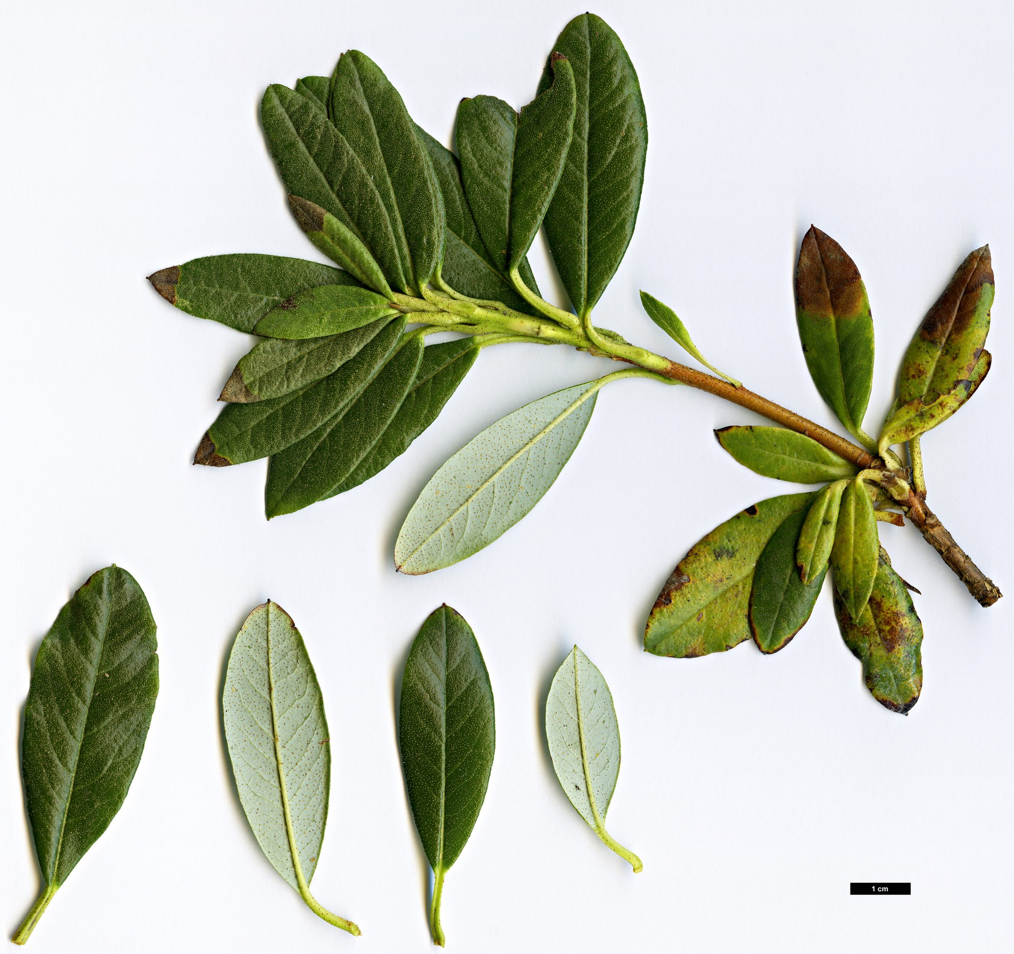 High resolution image: Family: Ericaceae - Genus: Rhododendron - Taxon: brachyanthum - SpeciesSub: subsp. hypolepidotum
